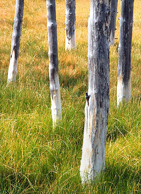 photo library image of trees and leaves