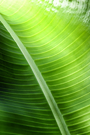 photo library image of trees and leaves