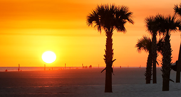 photo library image of trees and leaves