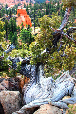 Utah photo libray image