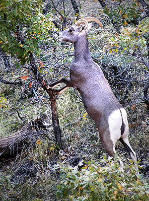 Utah photo libray image