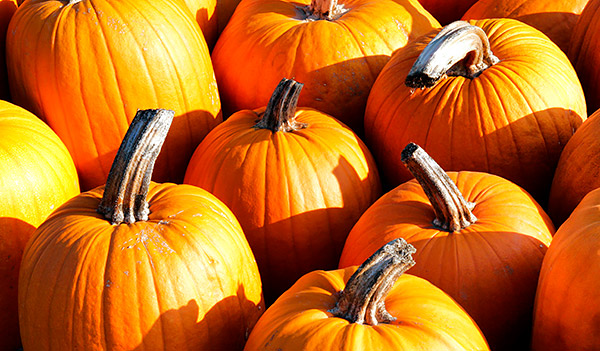 Pumpkins, Vermont, New England