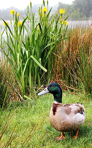 Photo library image of Wales [Cymru] UK