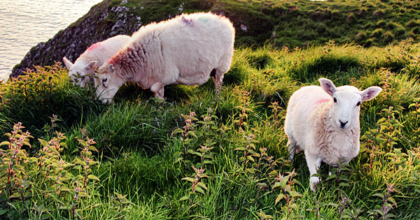 Photo library image of Wales [Cymru] UK