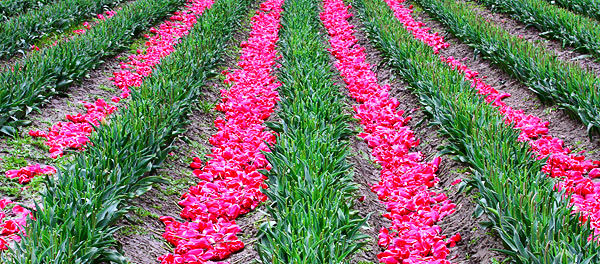 Skagit Valley Tulip Festival