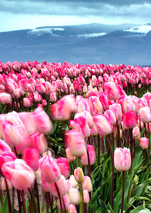 Skagit Valley Tulip Festival