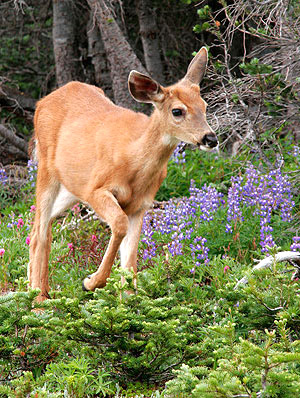 Pacific Northwest photo, Oregon and Washington, USA