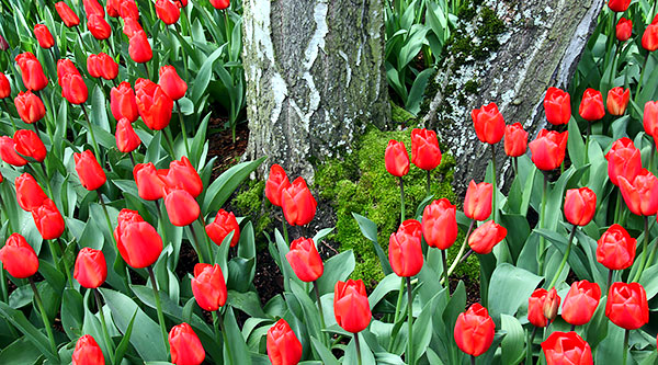 Skagit Valley Tulip Festival photo tours photo