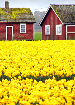 Skagit Valley Tulip Festival photo tours photo