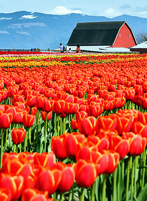 Skagit Valley Tulip Festival photo tours photo