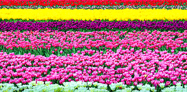 Skagit Valley Tulip Festival photo tours photo