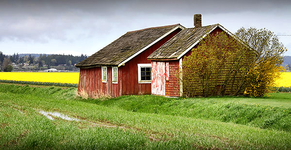 Skagit Valley Tulip Festival photo tours photo