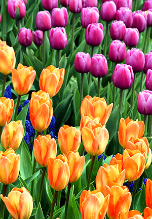 Skagit Valley Tulip Festival photo tours photo