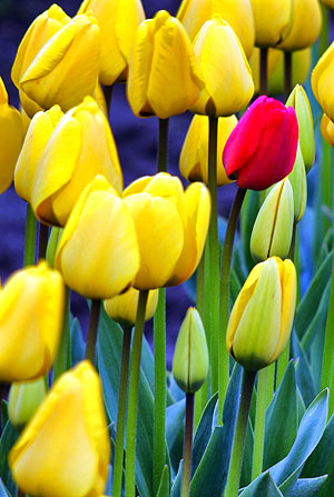 Skagit Valley Tulip Festival