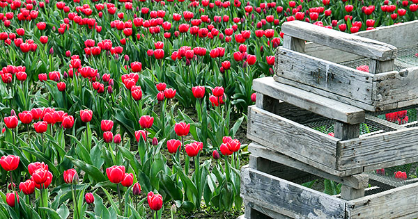 Skagit Valley Tulip Festival photo tours photo