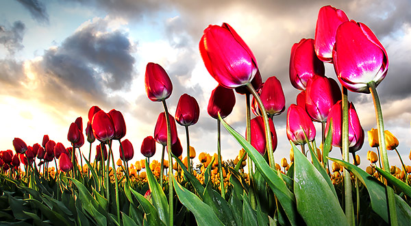 Skagit Valley Tulip Festival photo tours photo