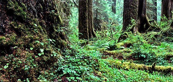 Pacific Northwest photo, Oregon and Washington, USA