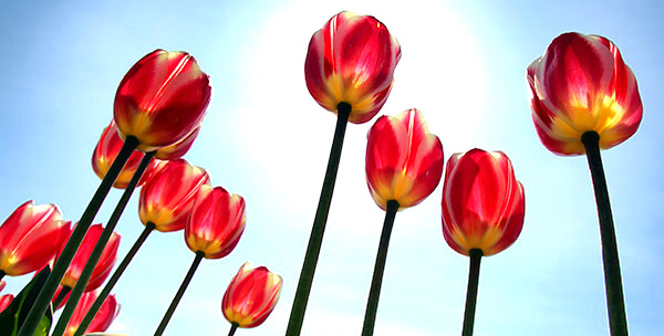 Skagit Valley Tulip Festival photo tours photo