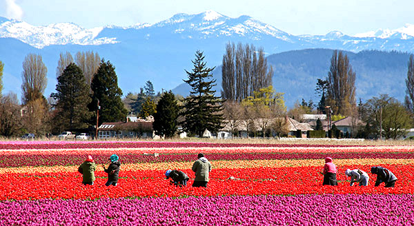 Skagit Valley Tulip Festival photo tours photo