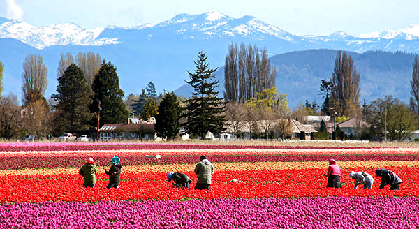 Skagit Valley Tulip Festival photo tours photo