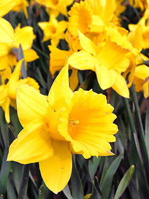 Skagit Valley Tulip Festival photo tours photo