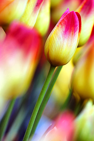 Skagit Valley Tulip Festival