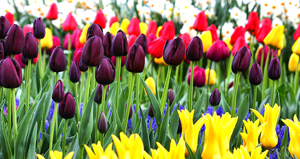 Skagit Valley Tulip Festival