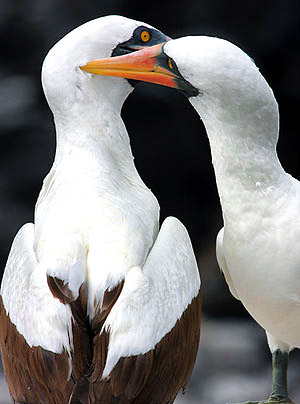 Photo tours to the Galapagos Islands and Cloud Forest, Ecuador