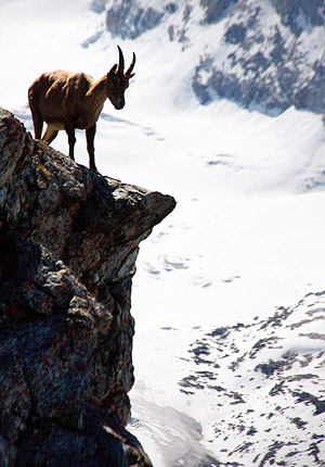 Photo tours to the Swiss, Austrian, German and Italian Alps