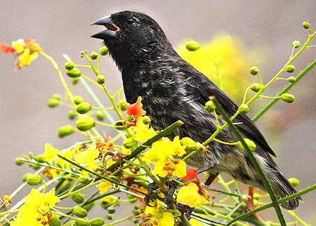 Photo tours to the Galapagos Islands and Cloud Forest, Ecuador
