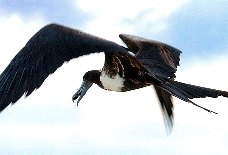 Photo tours to the Galapagos Islands and Cloud Forest, Ecuador