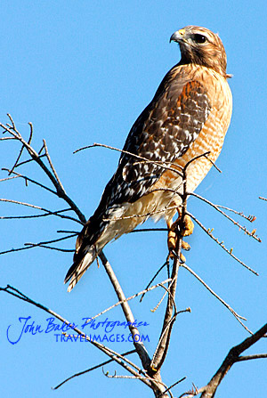 Photo tour images from a Florida wildlife tour
