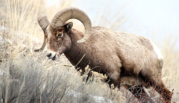 Winter photo tours of Yellowstone and Grand Teton national parks in Wyoming
