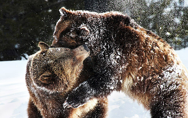 Winter photo tours of Yellowstone and Grand Teton national parks in Wyoming