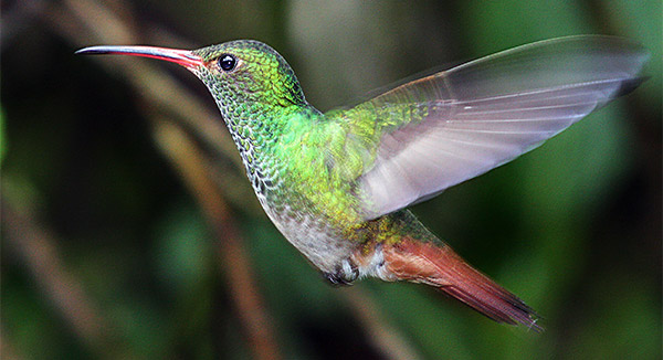 Photo tours to the Galapagos Islands and Cloud Forest, Ecuador