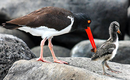 Photo tours to the Galapagos Islands and Cloud Forest, Ecuador