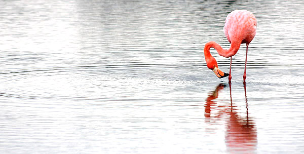 Photo tours to the Galapagos Islands and Cloud Forest, Ecuador