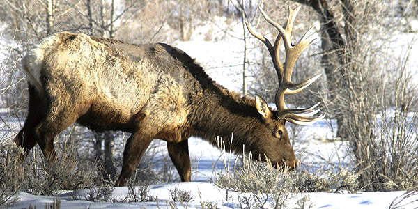 Bull Elk: Image copyright John T. Baker Photographer LLC