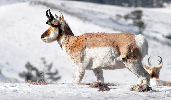 Winter photo tours of Yellowstone and Grand Teton national parks in Wyoming
