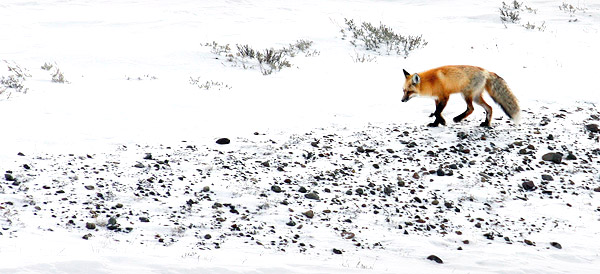 Winter photo tours of Yellowstone and Grand Teton national parks in Wyoming