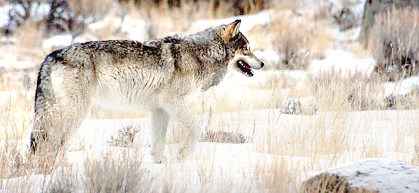 Winter photo tours of Yellowstone and Grand Teton national parks in Wyoming