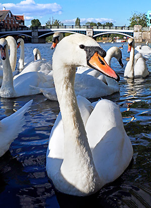 Image from a photo tour of England, UK