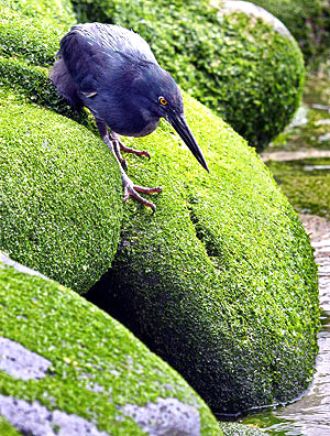Photo tours to the Galapagos Islands and Cloud Forest, Ecuador