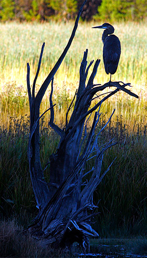 Photo tour image of Yellowstone and Grand Teton national parks, Wyoming