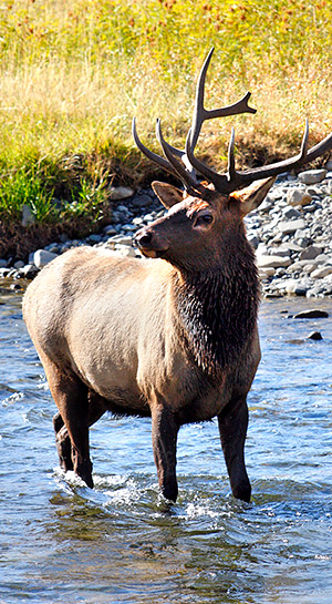 Photo tour image of Yellowstone and Grand Teton national parks, Wyoming