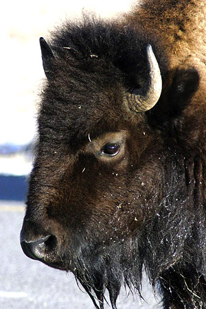 Photo tour image of Yellowstone and Grand Teton national parks, Wyoming