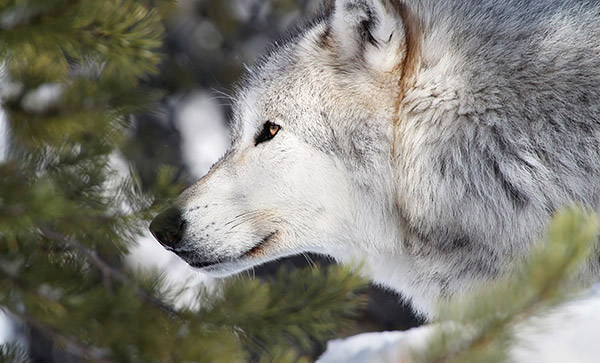 Winter photo tours of Yellowstone and Grand Teton national parks in Wyoming