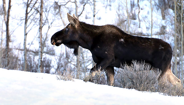 Winter photo tours of Yellowstone and Grand Teton national parks in Wyoming