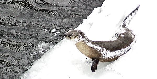 Winter photo tours of Yellowstone and Grand Teton national parks in Wyoming
