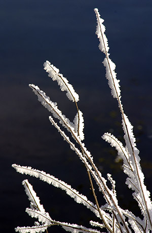 Winter photo tours of Yellowstone and Grand Teton national parks in Wyoming